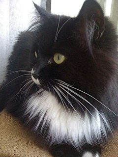 006-saphhire-la-mascotte-du-berry